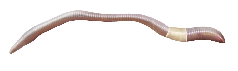 Medium sized pale-coloured endogeic earthworm